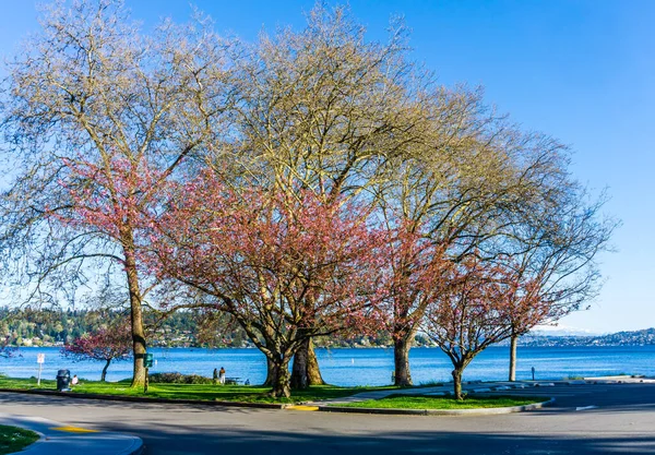 Árvore Florescendo Seward Park Seattle Washington — Fotografia de Stock