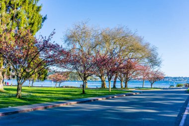 Seattle, Washington 'daki Seward Park' ta bir yol. Bahar geldi..
