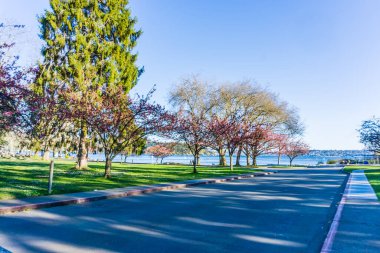 Seattle, Washington 'daki Seward Park' ta bir yol. Bahar geldi..