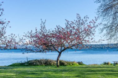 Seattle, Washington 'daki Seward Park' ta çiçek açan ağaç..