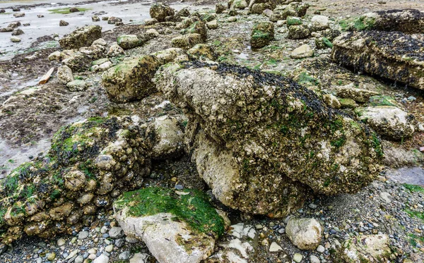 Cama Mar Rochosa Oeste Seattle Maré Baixa — Fotografia de Stock