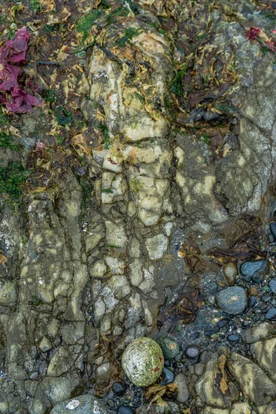 Una Toma Abstracta Lecho Marino Rocoso Marea Baja —  Fotos de Stock
