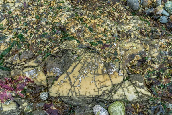 Абстрактний Знімок Кам Янистого Морського Ліжка Низькому Припливі — стокове фото