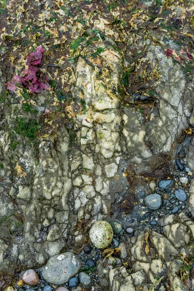 Абстрактний Знімок Кам Янистого Морського Ліжка Низькому Припливі — стокове фото