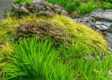 Seatac, Washington 'da çeşitli yemyeşil bitkilerin yakın plan çekimi..