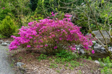 Seata, Washington 'da bir bahçede parlak pembe bir Azalea çalısı..