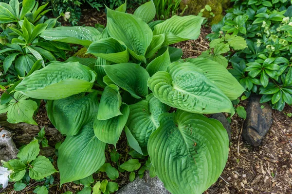 Una Vista Las Elegantes Hojas Planta Hosta Jardín Seatac Washington — Foto de Stock