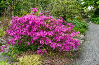 Seata, Washington 'da bir bahçede parlak pembe bir Azalea çalısı..