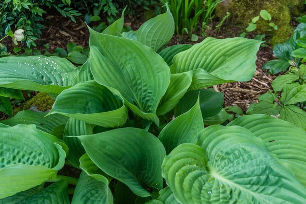 View Elegant Hosta Plant Leaves Garden Seatac Washington — Stock Photo, Image