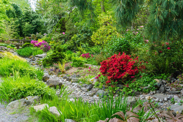 Spring flowers bloom near a dry stream bed in Seatac, Washingon.