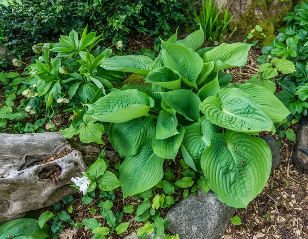 View Elegant Hosta Plant Leaves Garden Seatac Washington — Stock Photo, Image
