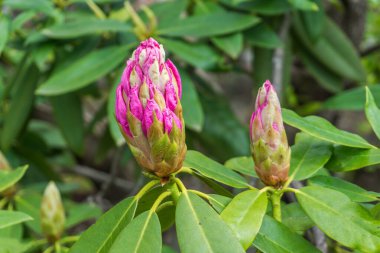 Pembe Rhododendron tomurcukları Seatac, Washington 'da bir bahçede açılmak üzere..
