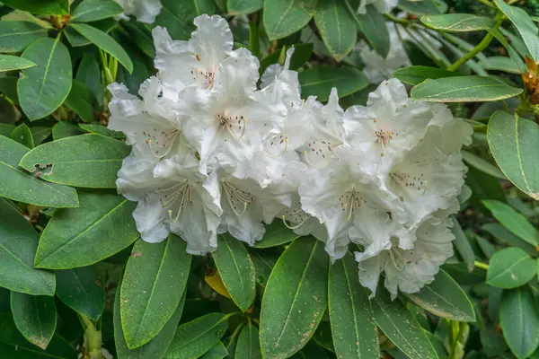 Clústeres Rododendros Blancos Jardín Seatac Washingotn — Foto de Stock