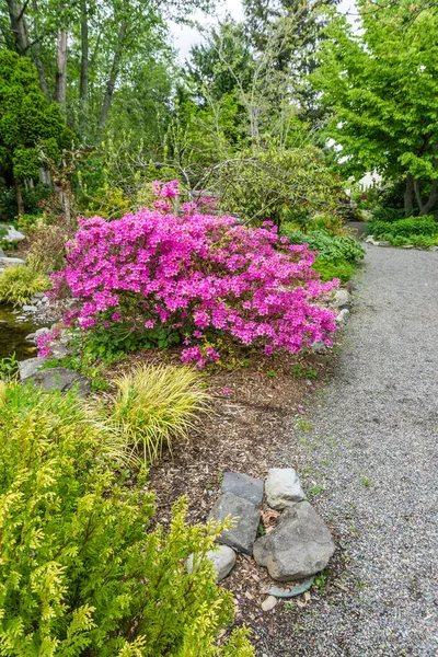 Brillante Arbusto Rosa Azalea Jardín Seata Washington —  Fotos de Stock