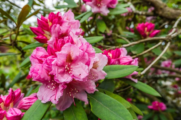 Primer Plano Rhododendron Rosa Jardín Seatac Washington — Foto de Stock