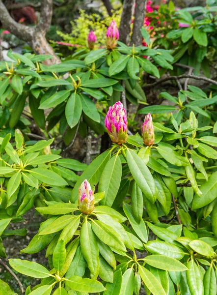 Rosa Rhododendron Knoppar Väg Att Öppna Trädgård Seatac Washington — Stockfoto