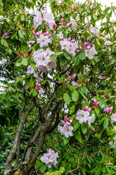 Uno Sfondo Fiori Rododendro Fiore Seatac Washington — Foto Stock