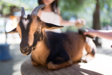 Bir keçi fırçalama