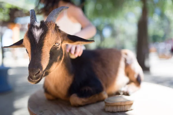 Bir keçi fırçalama