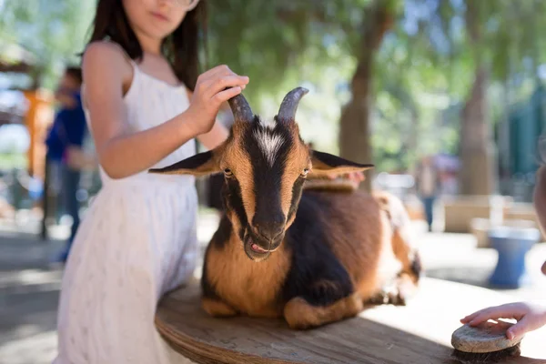 Bir keçi fırçalama