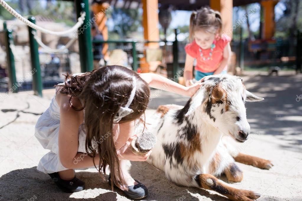 Brushing a Goat