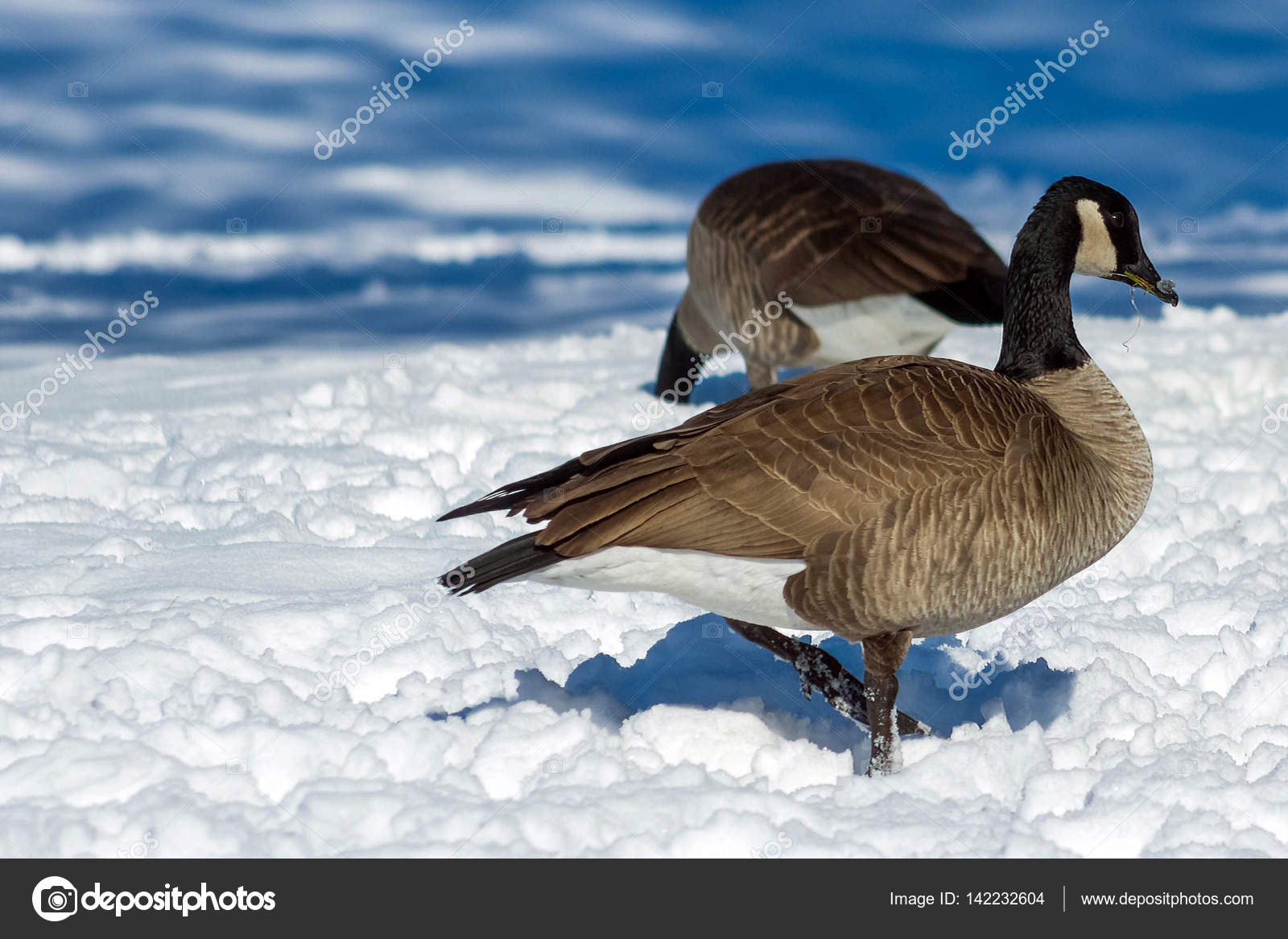 Canada Geese Eating in the Snow — Stock Photo © pmilota 142232604
