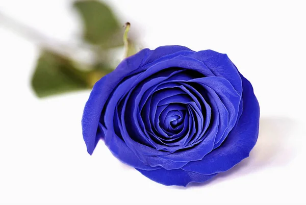 Trandafirul albastru — Fotografie, imagine de stoc