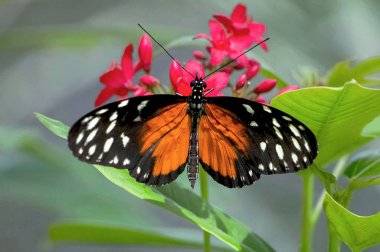 Turuncu Longwing kelebek