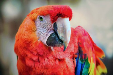 Kırmızı ara papağanı
