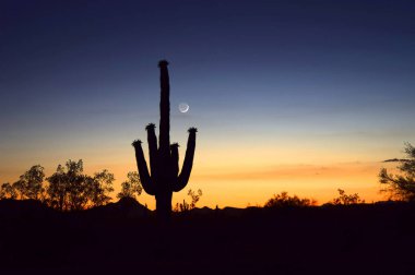 Saguaro günbatımı gökyüzü