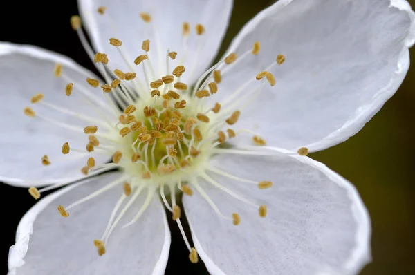 White Desert Flower