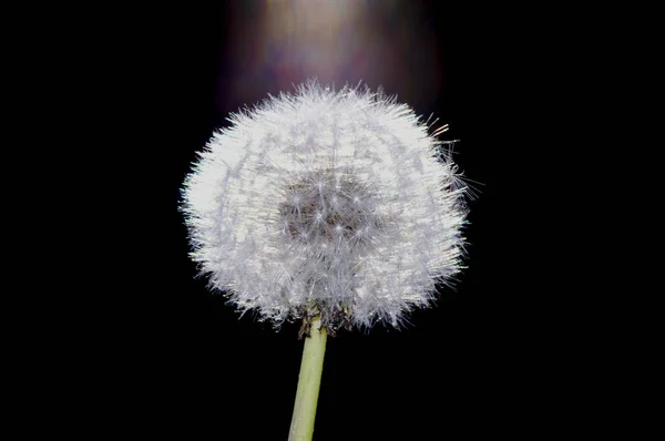 Divine Providence Dandelion — Stock Photo, Image