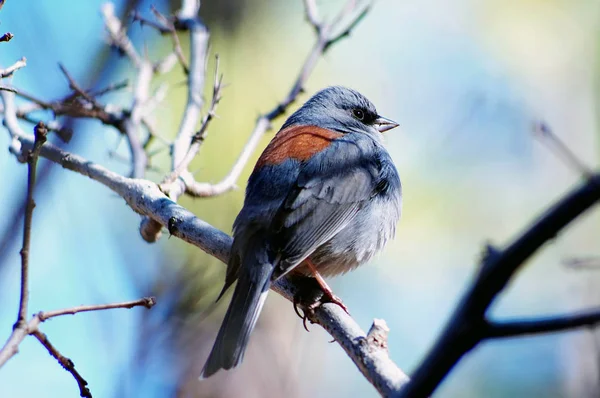 Oregon Junco tünemiş