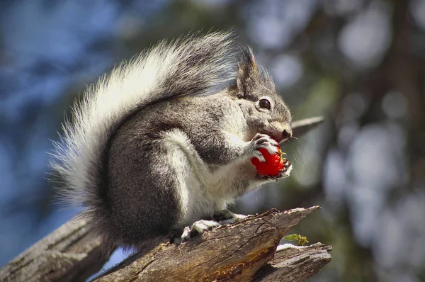 Écureuil gris mangeant — Photo