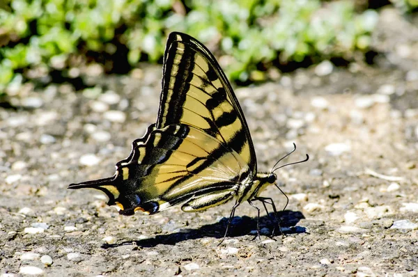 Western Tiger Swallowtail — Stock Photo, Image