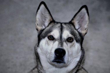 Kaiyah köpek