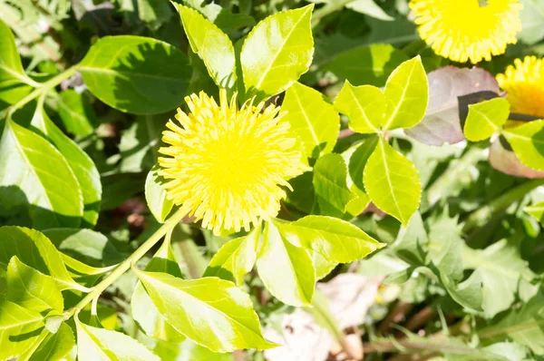 Artistic Yellow Blossom — Stock Photo, Image