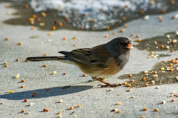 Junco karmienia w śniegu — Zdjęcie stockowe