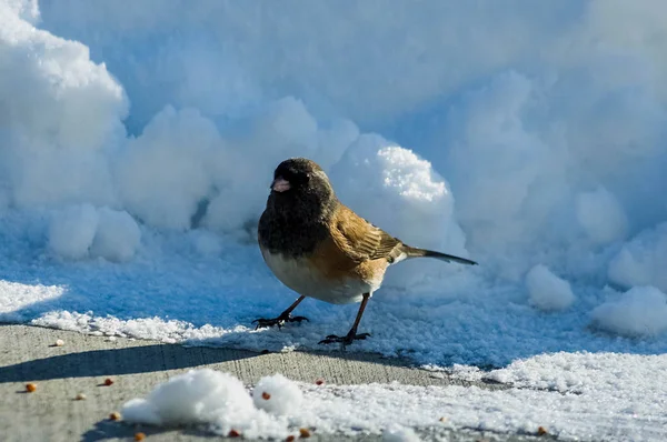 Junco im Schnee — Stockfoto