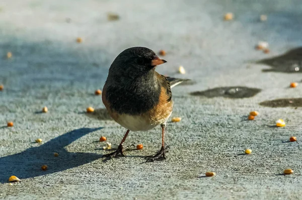 Junco auf Nahrungssuche — Stockfoto