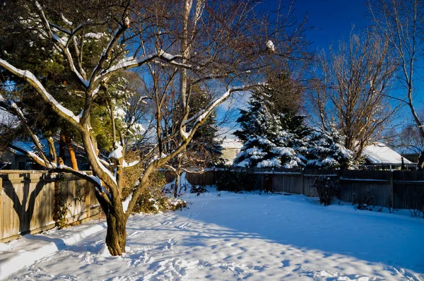 Snow in Yard — Stock Photo, Image