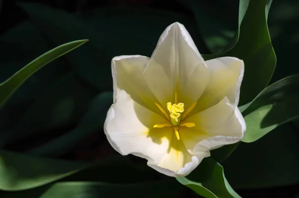 Snow tulipan kwitnący — Zdjęcie stockowe