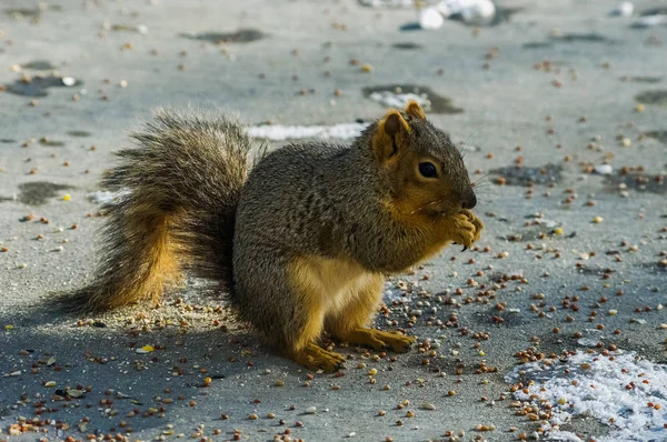 Eichhörnchen kaut Nahrung — Stockfoto