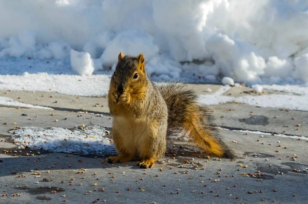 Écureuil Chomping Food — Photo