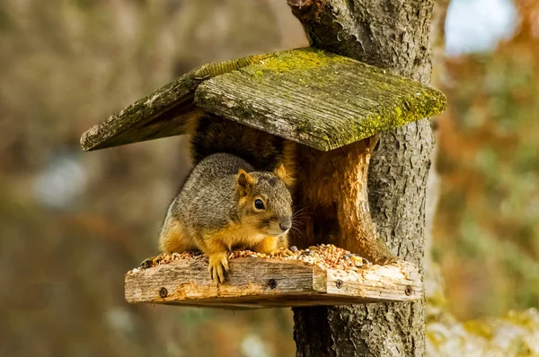 Eichhörnchen im Haus — Stockfoto