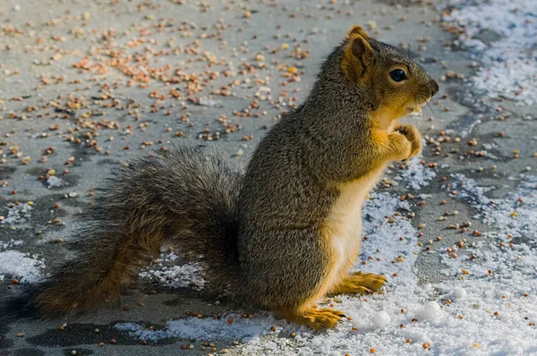 Eichhörnchen steht groß — Stockfoto