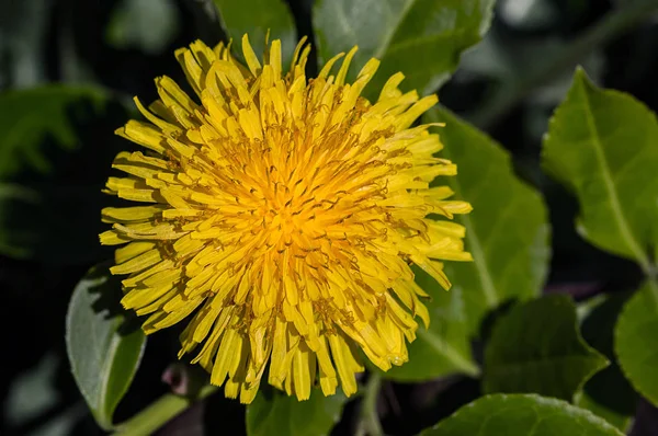 Yellow Flower Blossom — Stock Photo, Image