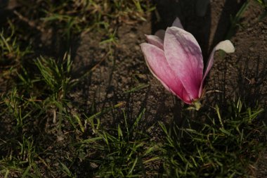 Magnolia virginiana L. Magnolia