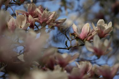 Magnolia virginiana L. Magnolia