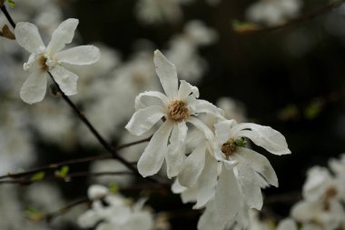 Magnolia virginiana L. Magnolia
